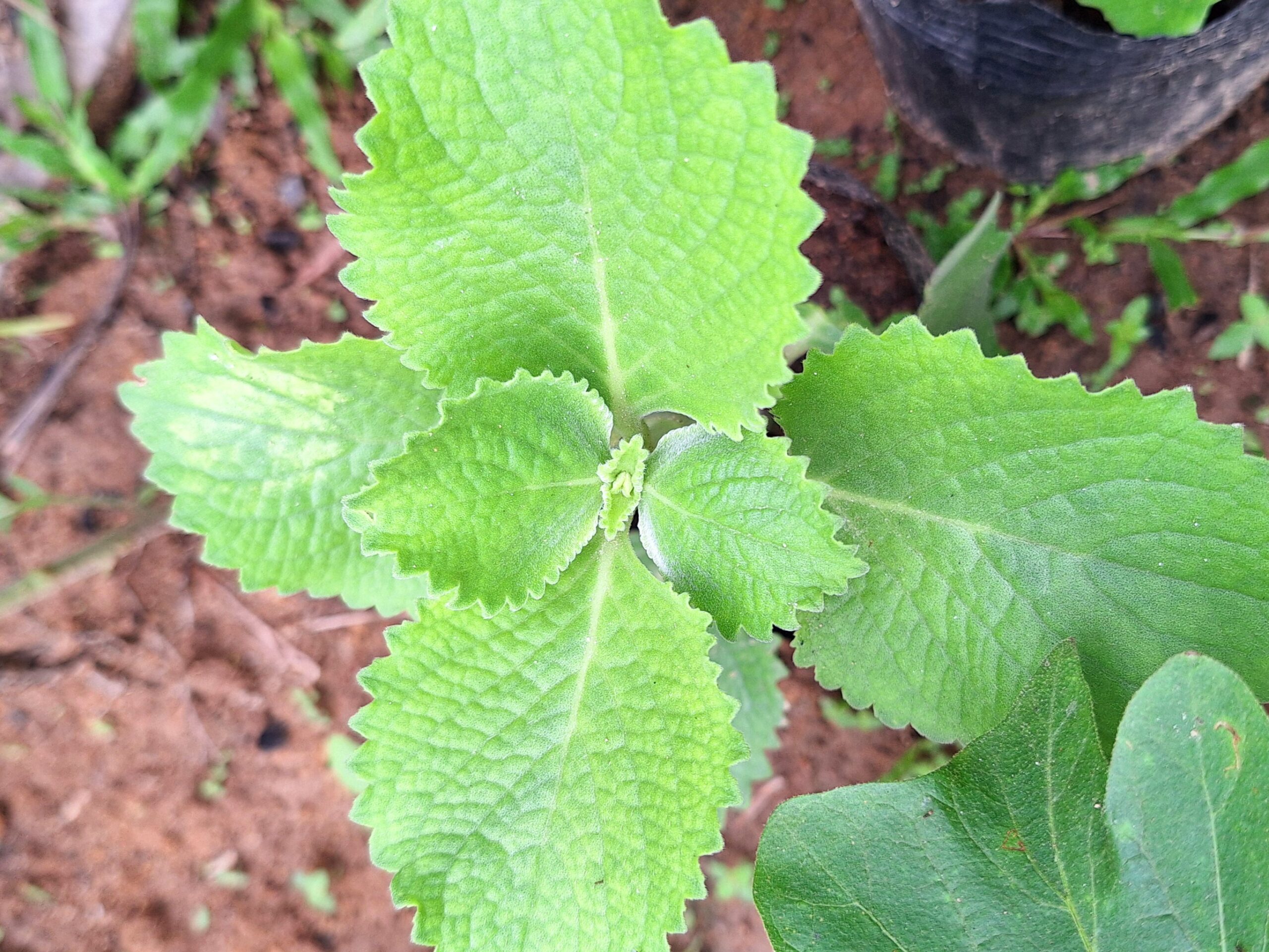 Unlocking the Hidden Benefits of Oregano for Poultry Health and Well-Being